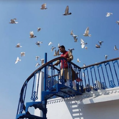 Pigeon Flying at Haveli Dharampura in Delhi