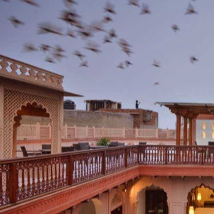 Pigeon Flying at Haveli Dharampura in Old Delhi